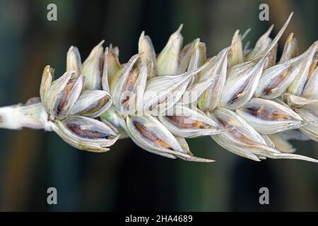 Gewöhnlicher Bund oder stinkender und bedeckter Schutt ist eine Krankheit des Frühlings- und Winterwehens, die durch Tilletia tritici und laevis verursacht wird. Stockfoto