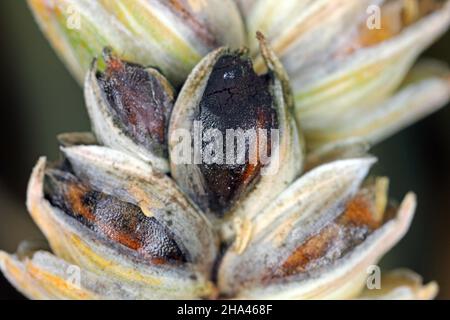 Gewöhnlicher Bund oder stinkender und bedeckter Schutt ist eine Krankheit des Frühlings- und Winterwehens, die durch Tilletia tritici und laevis verursacht wird. Stockfoto