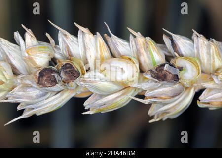 Gewöhnlicher Bund oder stinkender und bedeckter Schutt ist eine Krankheit des Frühlings- und Winterwehens, die durch Tilletia tritici und laevis verursacht wird. Stockfoto