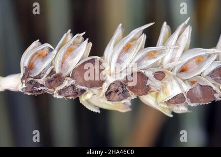 Gewöhnlicher Bund oder stinkender und bedeckter Schutt ist eine Krankheit des Frühlings- und Winterwehens, die durch Tilletia tritici und laevis verursacht wird. Stockfoto