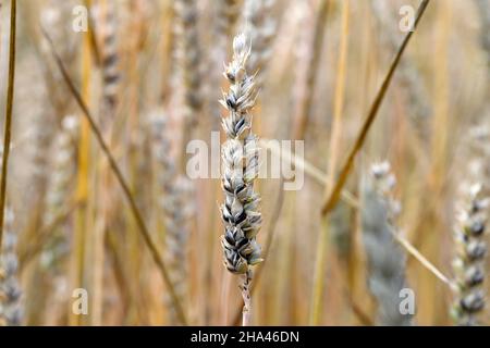 Gewöhnlicher Bund oder stinkender und bedeckter Schutt ist eine Krankheit des Frühlings- und Winterwehens, die durch Tilletia tritici und laevis verursacht wird. Stockfoto