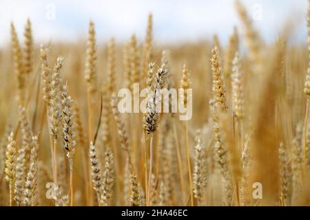 Gewöhnlicher Bund oder stinkender und bedeckter Schutt ist eine Krankheit des Frühlings- und Winterwehens, die durch Tilletia tritici und laevis verursacht wird. Stockfoto