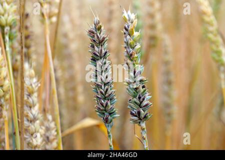 Gewöhnlicher Bund oder stinkender und bedeckter Schutt ist eine Krankheit des Frühlings- und Winterwehens, die durch Tilletia tritici und laevis verursacht wird. Stockfoto