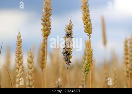 Gewöhnlicher Bund oder stinkender und bedeckter Schutt ist eine Krankheit des Frühlings- und Winterwehens, die durch Tilletia tritici und laevis verursacht wird. Stockfoto