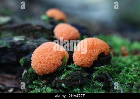 Tubifera ferruginosa, bekannt als Himbeer-Schleimform Stockfoto