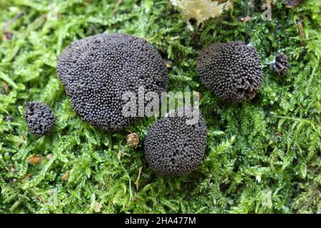 Tubifera ferruginosa, bekannt als Himbeer-Schleimform Stockfoto