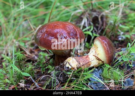 Suillus clintonianus, bekannt als Lärche suillus oder Lärchenbolete, wilder Pilz aus Finnland Stockfoto