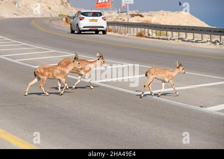 Ibex Herde Kreuzung Straße, ein Gedi, Israel Stockfoto