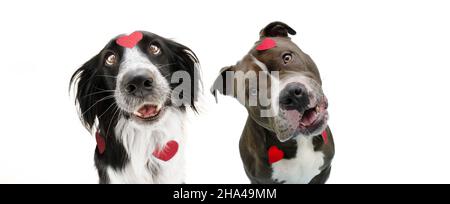 Banner Hund Liebe. Border Collie und american Bully in der Liebe feiern valentinstag. Isoliert auf weißem Hintergrund Stockfoto