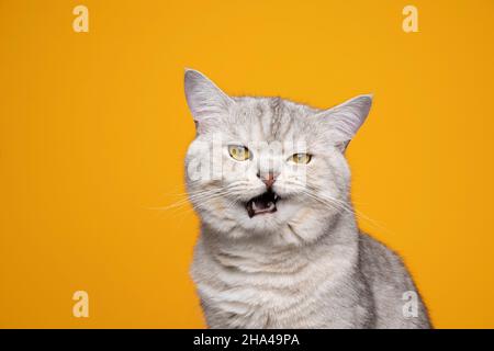 Mürrisch silber gestromt britische Kurzhaarkatze macht lustige Gesicht mähen Mund auf gelbem Hintergrund geöffnet Stockfoto