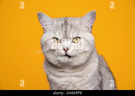 Lustige silberne gestromte britische Kurzhaarkatze, die auf gelbem Hintergrund unzufrieden und wütend aussieht Stockfoto