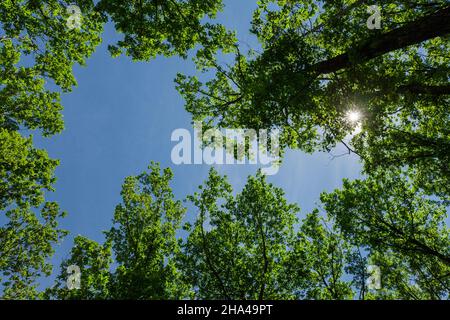 Blick von unten in die Baumkronen alter Eichen Stockfoto