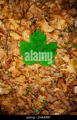 Grünes Ahornblatt im Herbst Blätter auf dem Boden Stockfoto