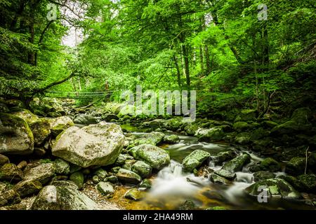 Hängebrücke auf der buchberger Leite im bayerischen Wald Stockfoto