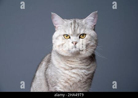 Flauschige silberfarbene gestromte britische Kurzhaarkatze mit gelben Augen auf grauem Hintergrund Stockfoto