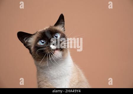Neugierige Robbenspitze weiße siamkatze mit blauen Augen, die auf einem fawn farbigen Hintergrund mit Kopierraum aufschaut Stockfoto