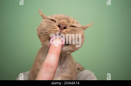 Niedliche Fawn Flieder devon rex Katze leckt Finger der menschlichen Hand auf grünem Hintergrund mit Kopieplatz Stockfoto