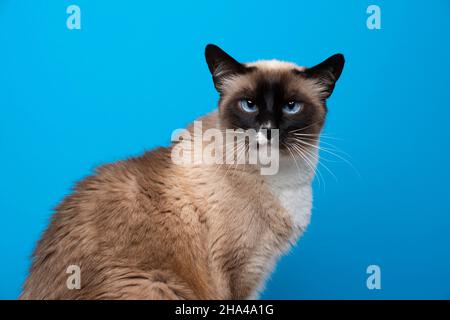 Schöne blauäugige Seehundpunkt weiße siam Katze Porträt auf blauem Hintergrund Stockfoto