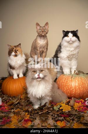 Gruppenportrait von vier verschiedenen Katzen, die in der Herbstszene nebeneinander sitzen, mit Blättern, Baumstumpf und Kürbissen, die die Kamera mit Kopierraum betrachten Stockfoto