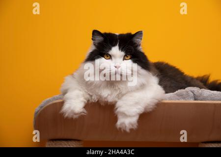 Flauschige schwarz-weiße britische Langhaarkatze, die auf einem bequemen Tierbett ruht und auf einem gelben Hintergrund die Kamera anschaut Stockfoto