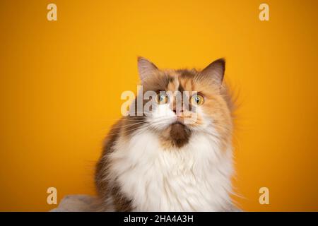calico britische Langhaarkatze mit gelben Augen weit offen schauend schockiert oder überrascht auf gelbem Hintergrund mit Kopierraum Stockfoto