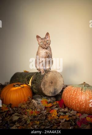 Fawn lilac devon rex Katze auf Baumstumpf mit Kürbissen und Herbstblättern auf dem Boden stehend Blick auf die Kamera mit Kopierraum Stockfoto