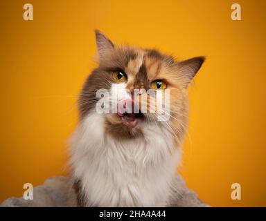 Hungry calico britische Langhaar-Katze leckt Lippen Blick auf Kamera neugierig Porträt auf gelbem Hintergrund Stockfoto