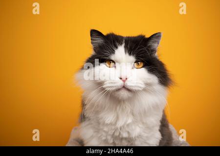 Schwarz-weiße britische Langhaarkatze mit gelben Augen, die auf ein Kameraporträt auf gelbem Hintergrund mit Kopierraum blicken Stockfoto