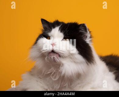 Schwarz und weiß britische Langhaar Katze Pflege lecken Fell auf gelbem Hintergrund macht dummes Gesicht Stockfoto