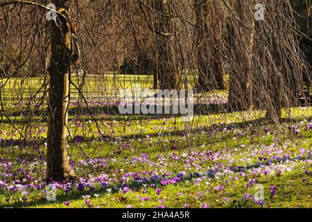 krokusblüte im Kurpark in baden-baden,Schwarzwald,baden-württemberg,deutschland Stockfoto