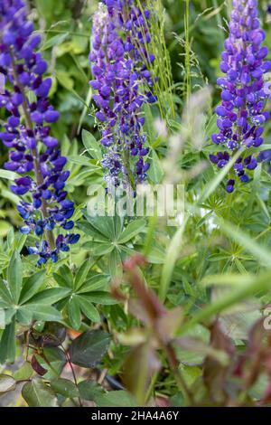 Viele Blattläuse haben lila Lupinen befallen Stockfoto