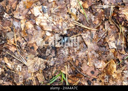 Ein schwarzer Dungkäfer auf der Suche nach Nahrung oder Baumaterial Stockfoto