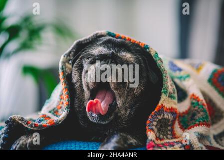 Lustiger Ausdruck von müde schwarzen Mops Hund faul auf dem Sofa mit bunten Decke. Häusliche Tier-Lifestyle und doggy schönes Portrait-Konzept