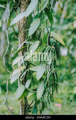 Vanilla planifolia. Nahaufnahme von Bohnenschoten auf einer tropischen Klimaplantage. Stockfoto