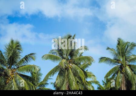 Kokosnuss Cluster auf Palme, schöne frische Blatt mit Hintergrund blauen Himmel. Tropische Früchte Vegetation. Stockfoto