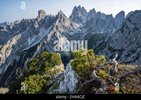 Eine atemberaubende Aussicht auf den Berg cadini di misurina in den italienischen alpen, dolomiten. Bergkiefer im Vordergrund. Stockfoto