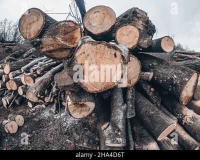 Frisch geschnittene Baumstämme sind in Haufen angeordnet. Entwaldung. Ökologische Probleme Stockfoto