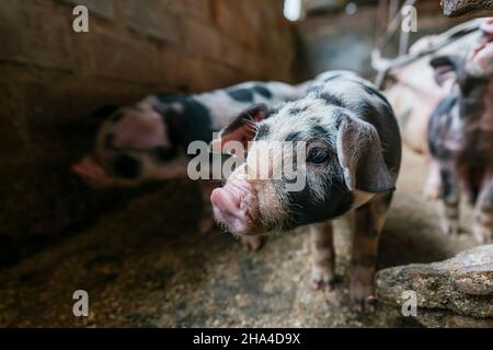 Nahaufnahme eines kleinen rosafarbenen und schwarzen Schweins, das in einer Farm mit anderen Schweinen verpinnt wurde Stockfoto