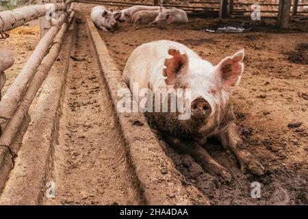 Selektiver Fokus auf ein schlammiges Schwein, das auf Gülle auf einem Bauernhof unter anderen Schweinen gestreckt wurde Stockfoto