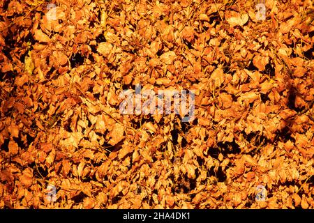 Buchenhecke im Herbst Winter Dezember Stockfoto