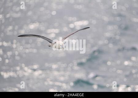 nördlicher Eisfulmar, arktischer Eisfulmar, Eisfulmarus glacialis, im Flug Stockfoto