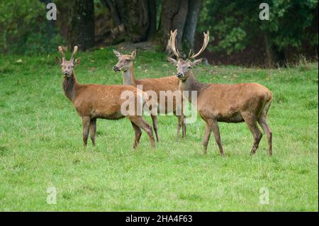 Rotwild, Cervus elaphus Stockfoto