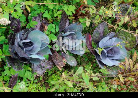 Rotkohlpflanzen,Rotkohl im Gemüsefeld,biologischer Anbau,deutschland,bayern,oberbayern Stockfoto