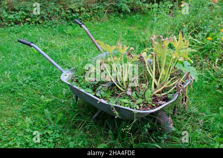 Zucchini-Werk in alter Schubkarre, deutschland, bayern, oberbayern Stockfoto