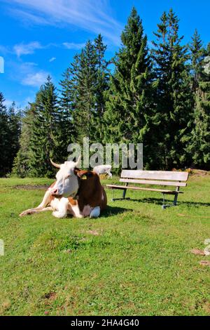 Kuh sitzende Rasse fleckvieh vor einer Bank,österreich,tirol,kaisergebirge,ellmau,Natur,alpen,Alpenregion,Wiese,grün,Reiseland,Urlaubsregion,Himmel, Stockfoto