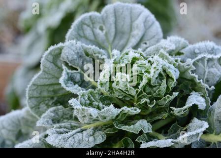 Gefrorener Kohl im mit Frost bedeckten Garten Stockfoto