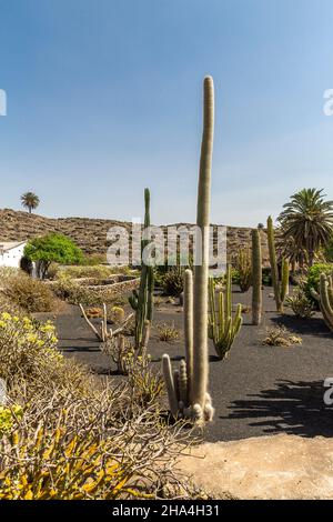 Kaktusgarten, museo agricola el Patio, Freilichtmuseum, gegründet 1845, tiagua, lanzarote, kanarische Inseln, spanien, europa Stockfoto
