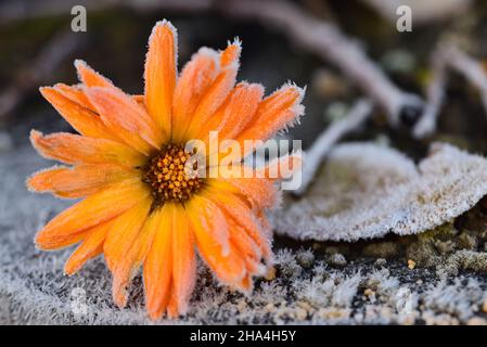 Nahaufnahme einer orangefarbenen Ringelblume (Calendula officinalis), die mit Frost bedeckt ist und auf mattierten Blättern liegt Stockfoto