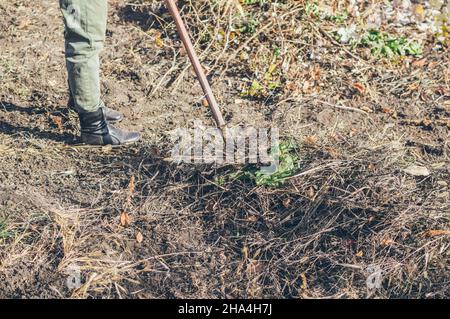 Der Arbeiter kratzt trockenes Gras mit einem Rechen auf dem Boden ab Stockfoto