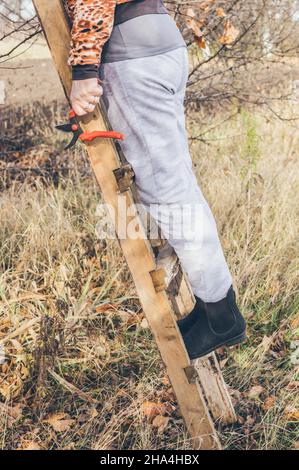 Die Beine einer Frau in Arbeitshosen und Gummistiefeln, ein Schnitt in der Hand, auf einer Holzleiter Stockfoto